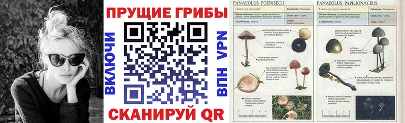 Псилоцибиновые грибы GOLDEN TEACHER  купить   Долинск 